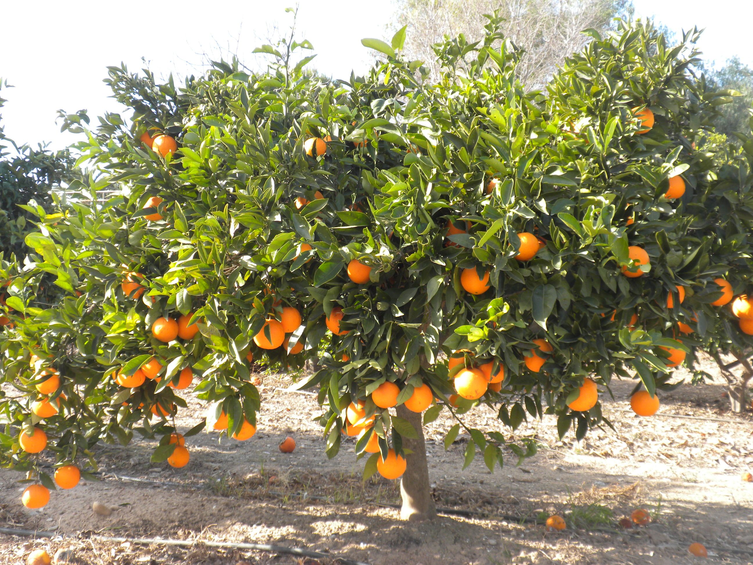 a!rbol de naranjo en galicia 4