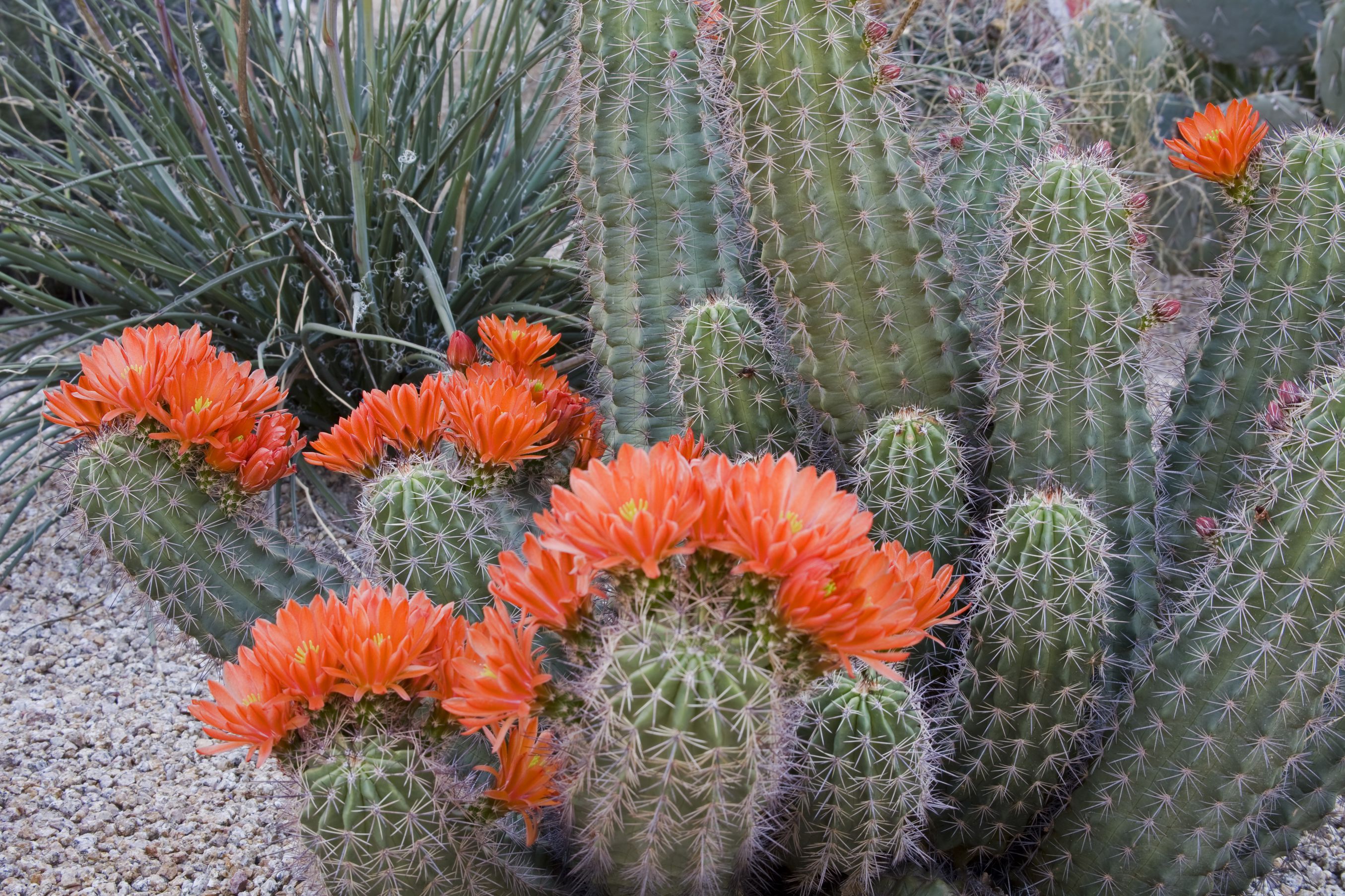 cactus en floracia3n 4