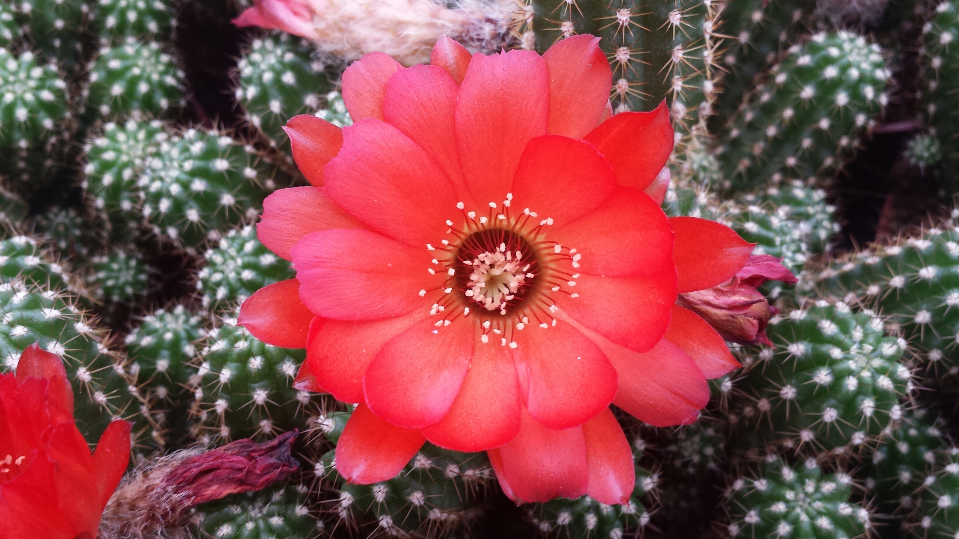 cactus erizo rojo 4