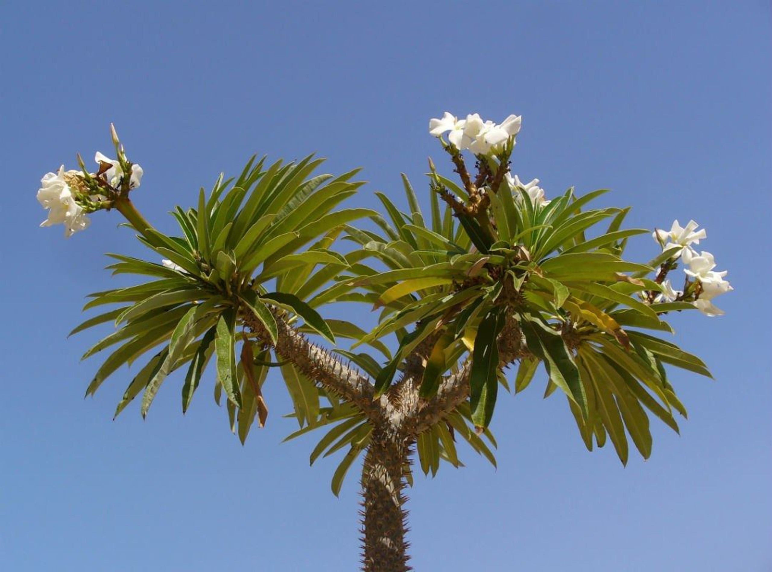 flor de palma de madagascar 4