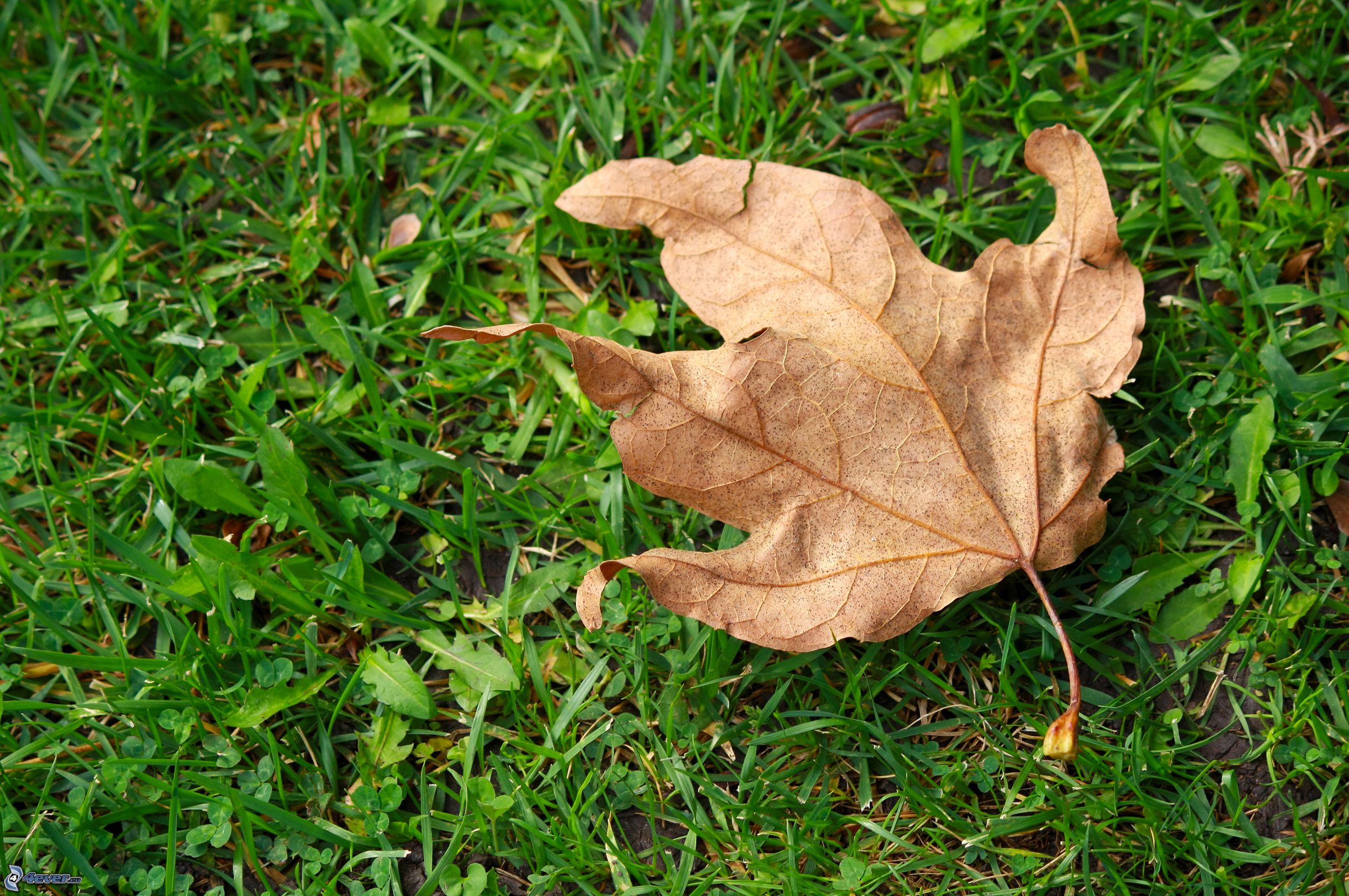 hojas secas como mantillo 4