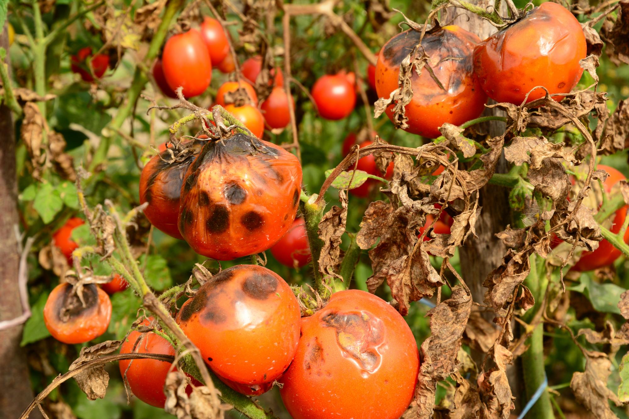 mildiu en tomateras 4